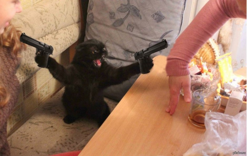 Котьс глазами в разные стороны