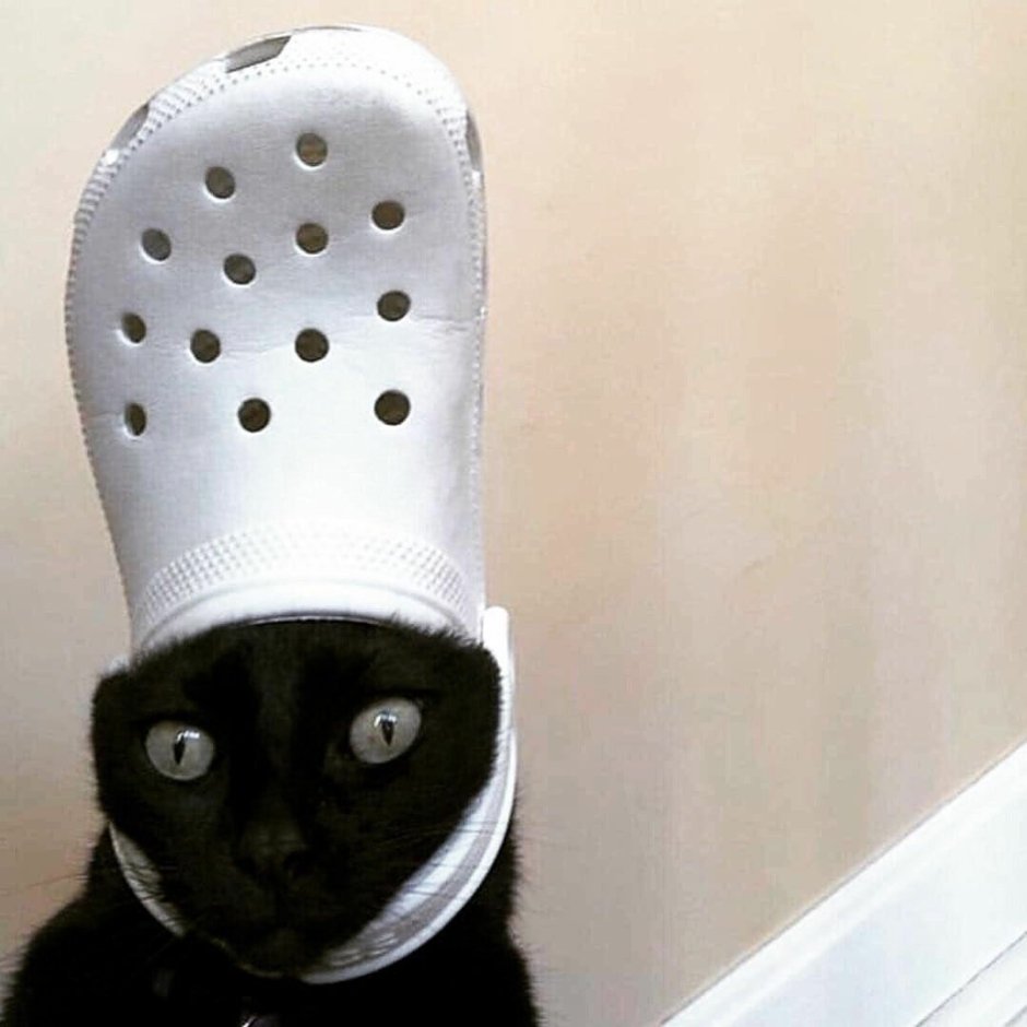 Наруто котик