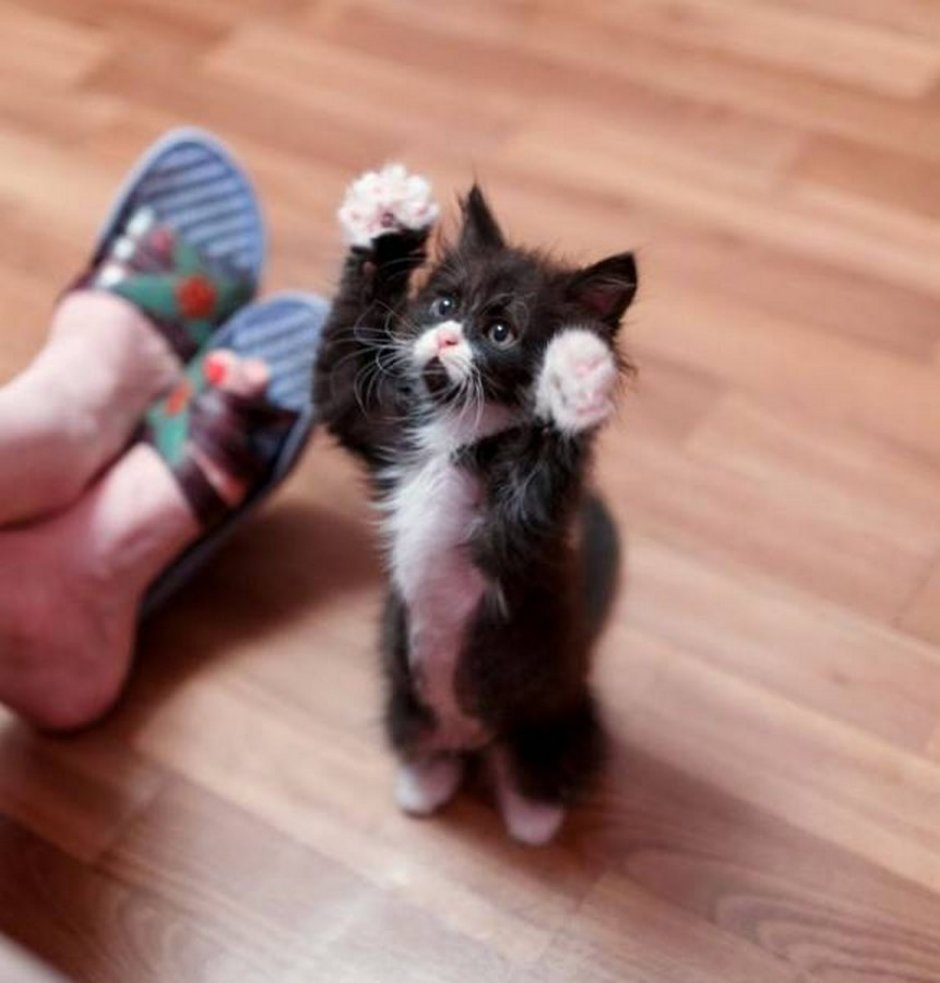 Смешные пикчи с котиками
