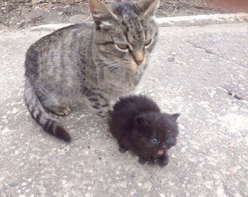 Лапки котят