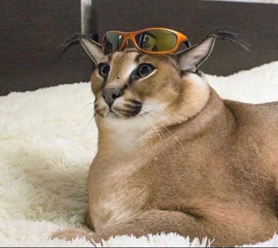 Котенок шлепа