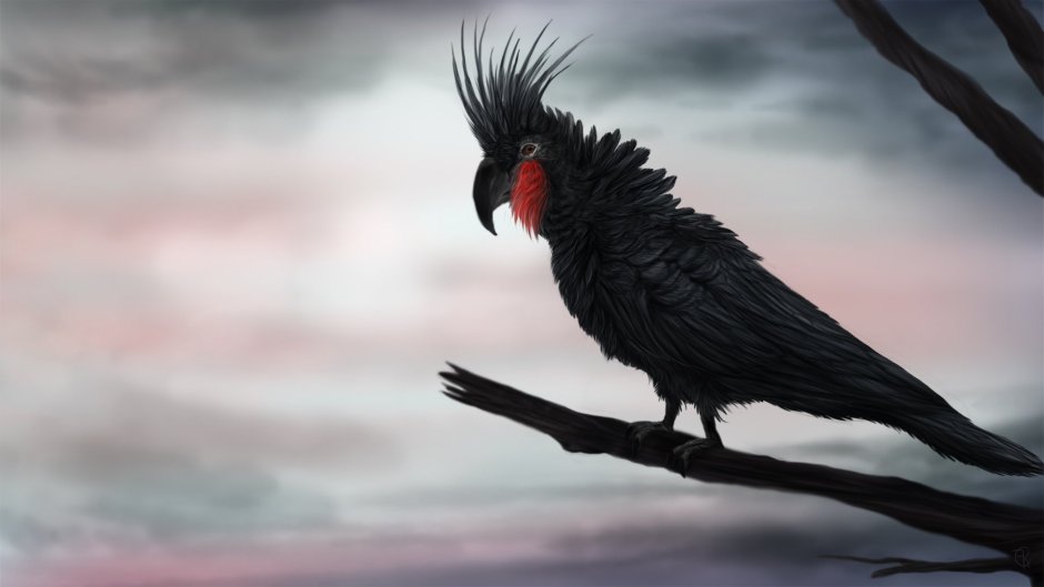 Black Palm Cockatoo