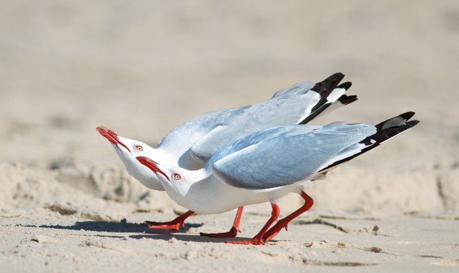 Red-Crested Cardinal