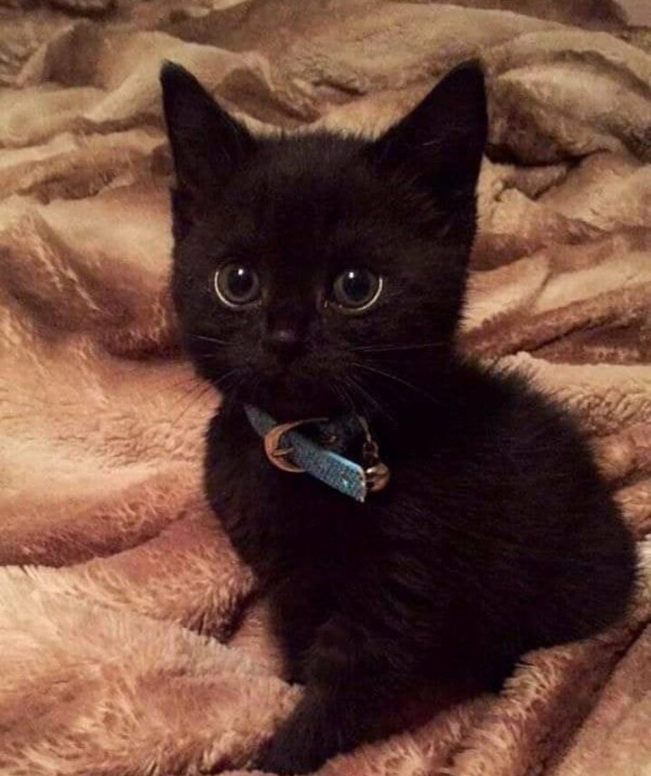 Черный котенок
