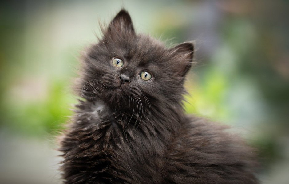 Маленьких черных котят
