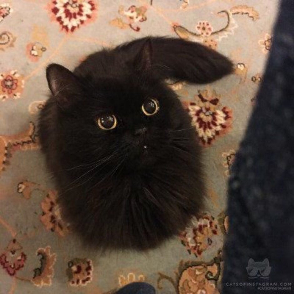 Котик Гимо порода