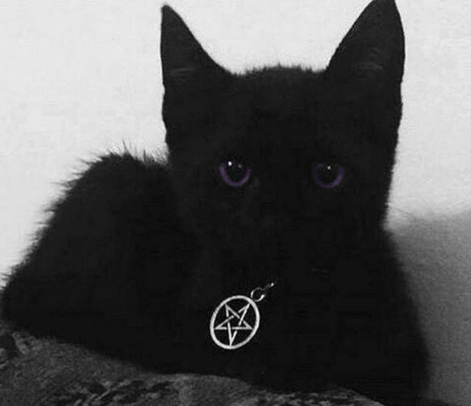 Котики для эстетики