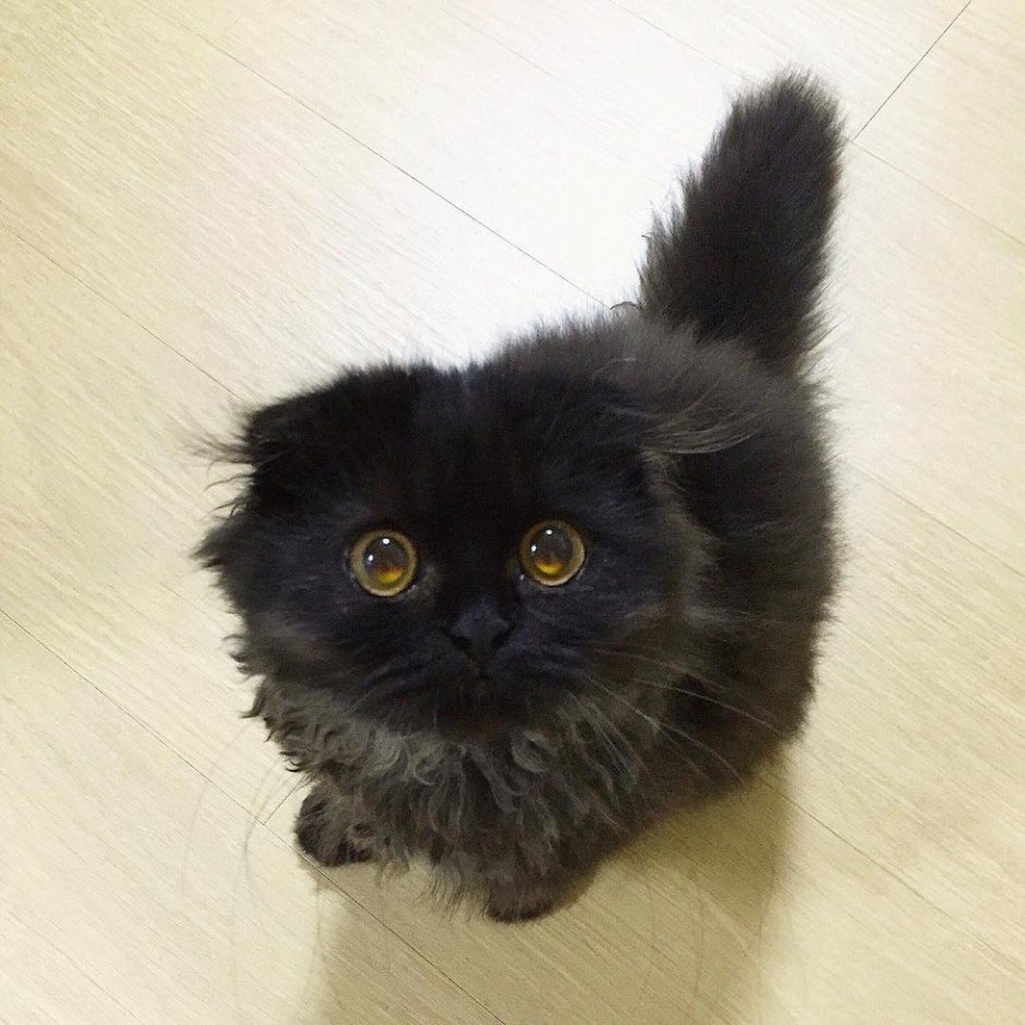 Кот Гимо