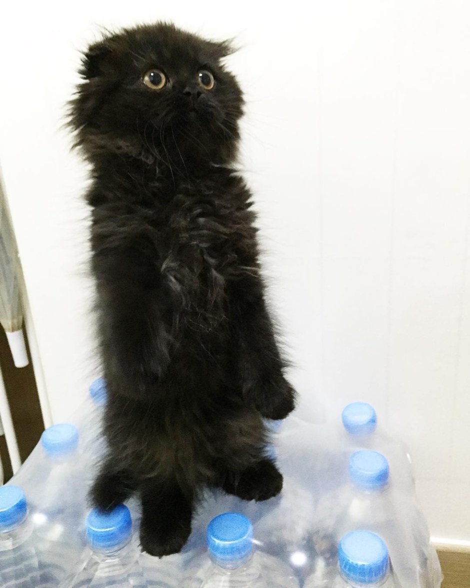 Кот Мейн кун черный