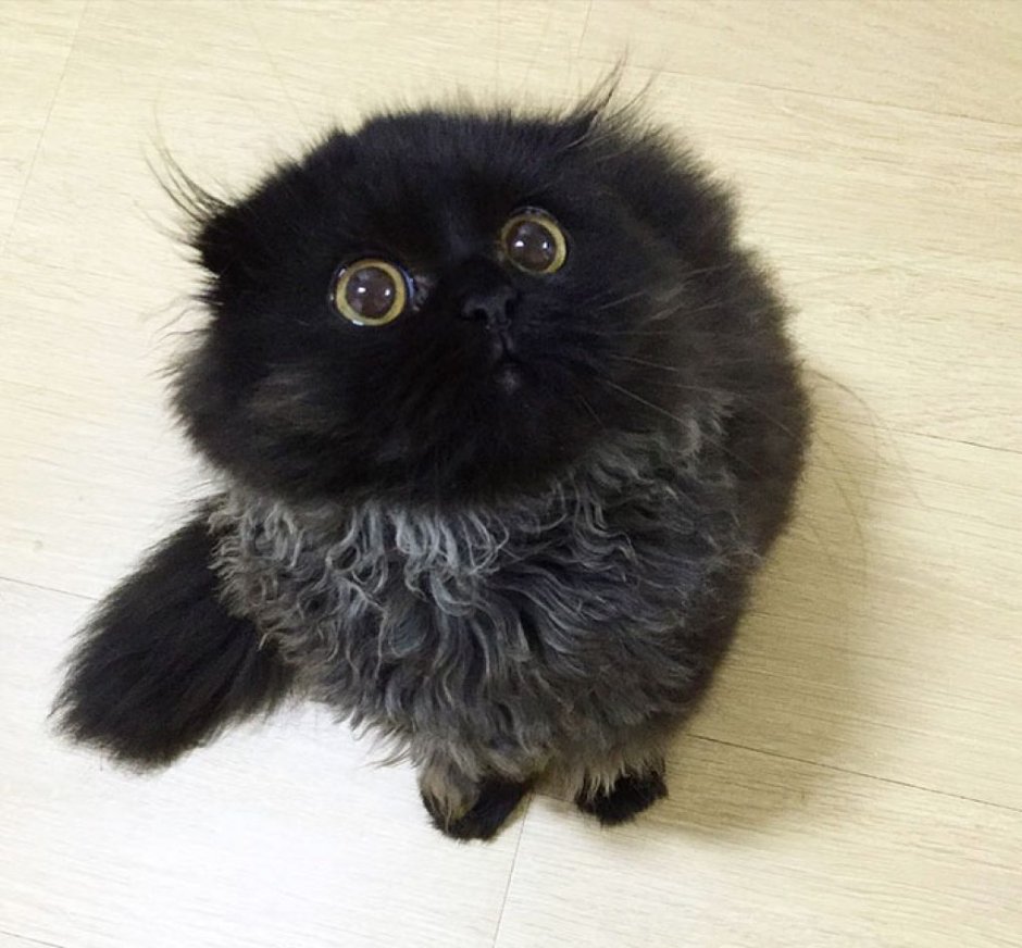 Чёрный кот с большими глазами
