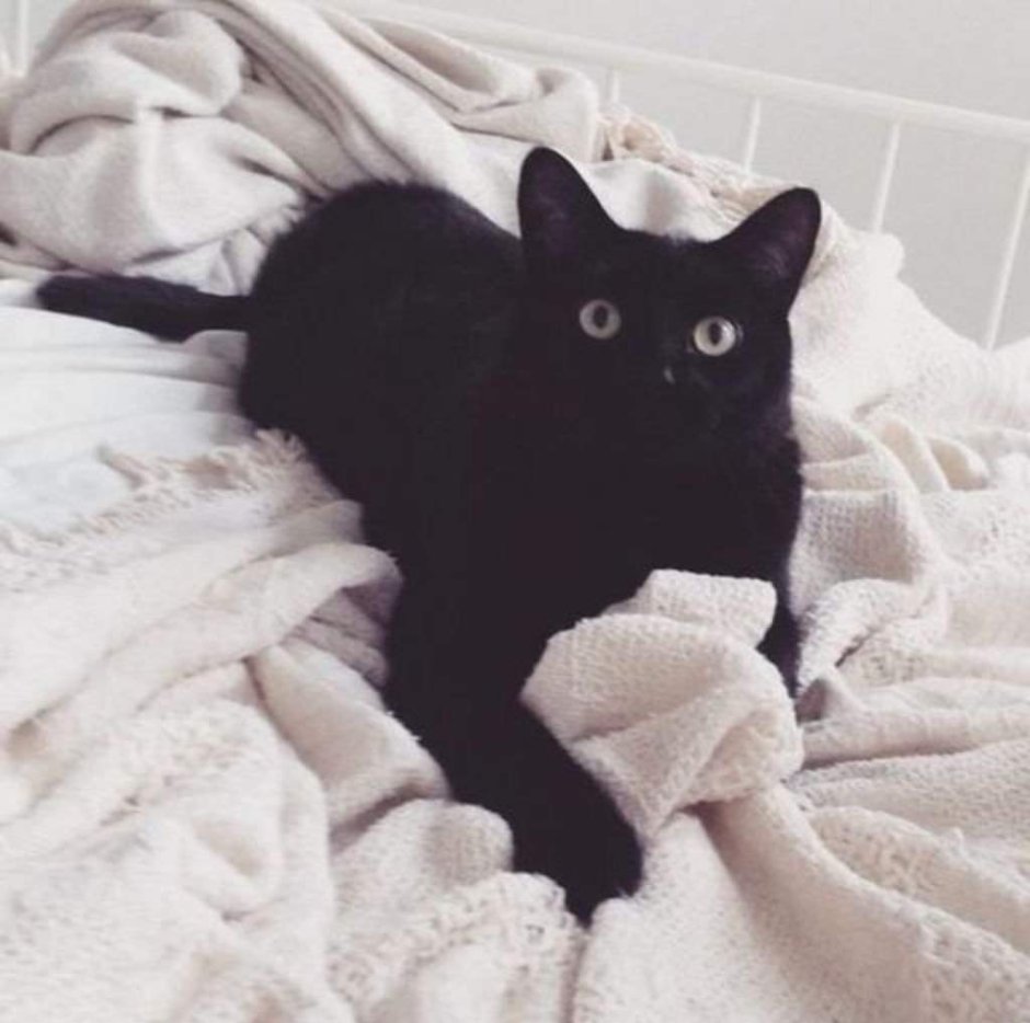 Чёрные коты Эстетика
