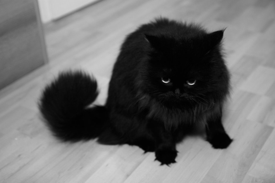 Персидская кошка черная