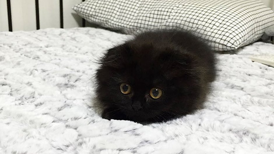 Злой черный котенок