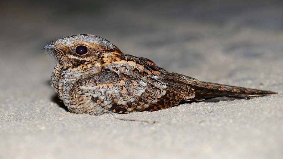 Caprimulgus ruficollis