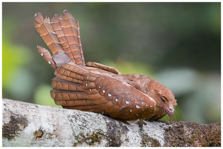 Steatornis caripensis
