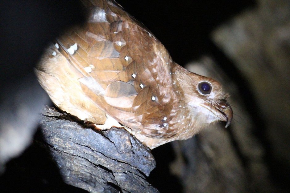 Steatornis caripensis