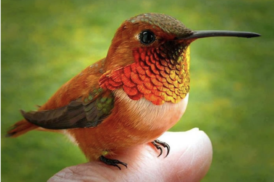 Mellisuga helenae
