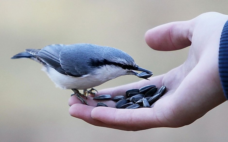 Колибри trochilidae