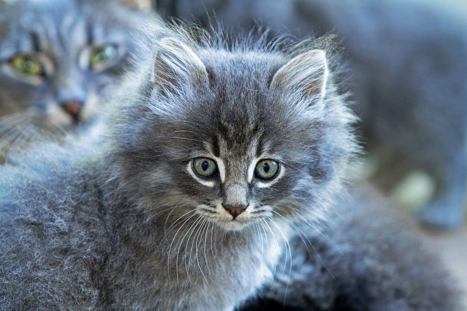 Сибирская голубая кошка
