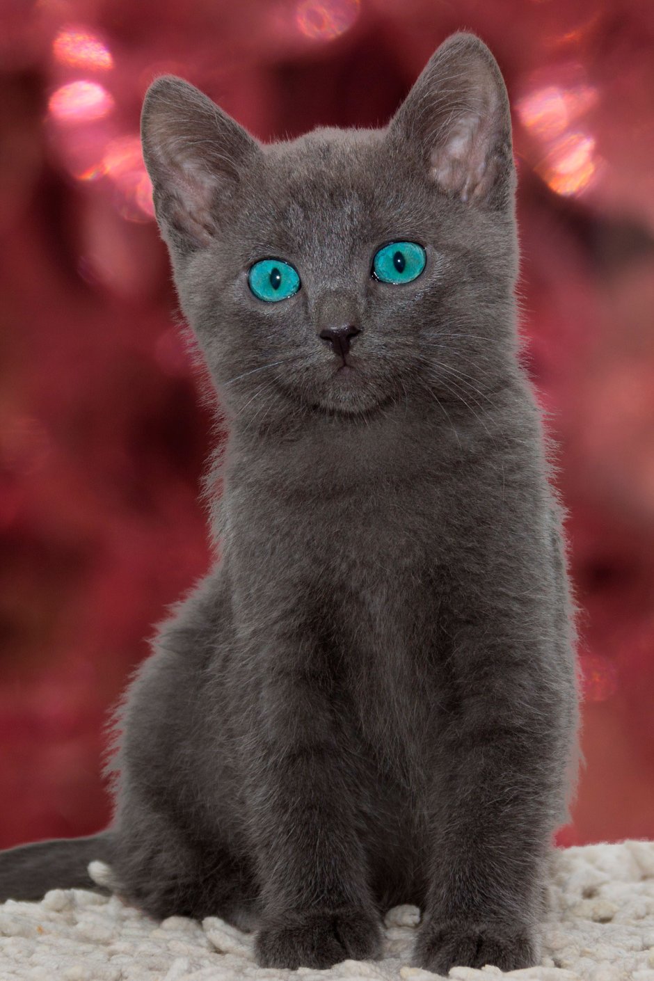 Серый британец котенок