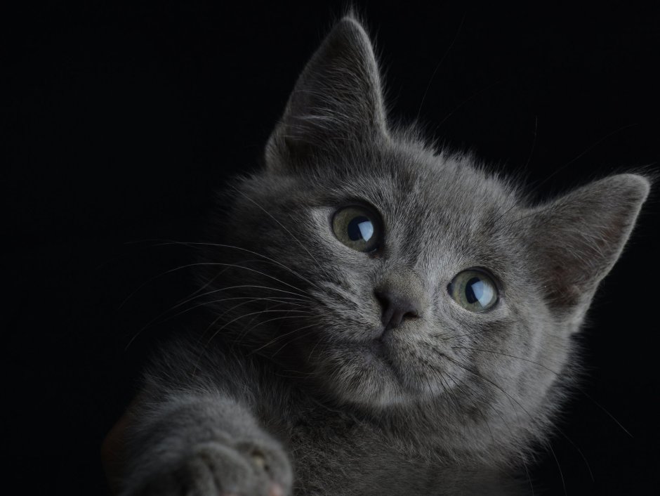 Кот серый