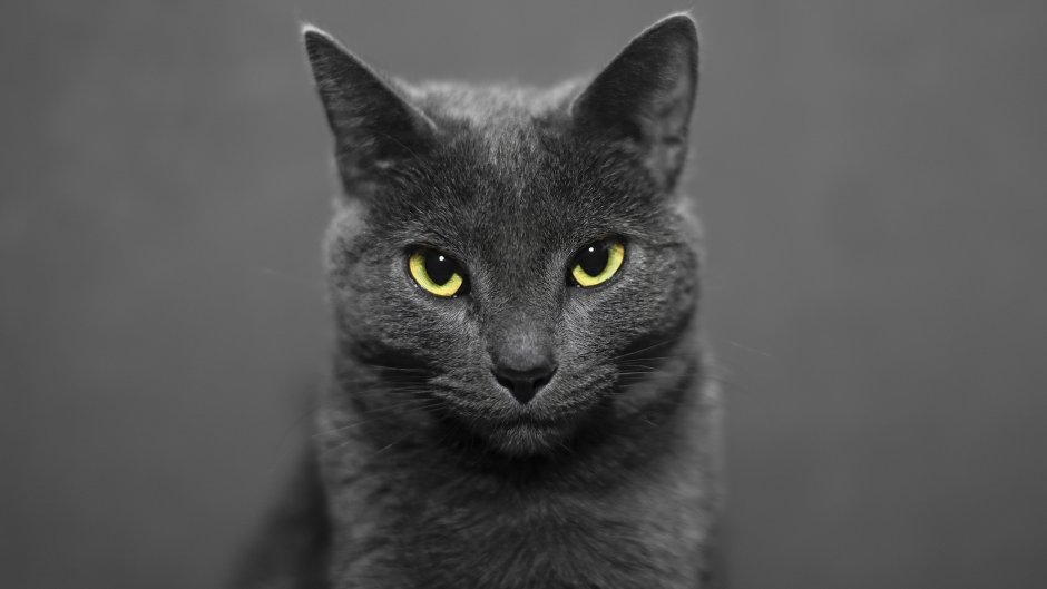 Русская голубая кошка черная