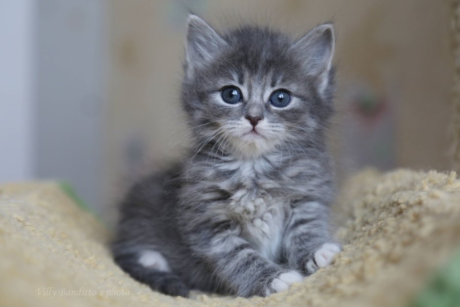 Сибирский котенок серый