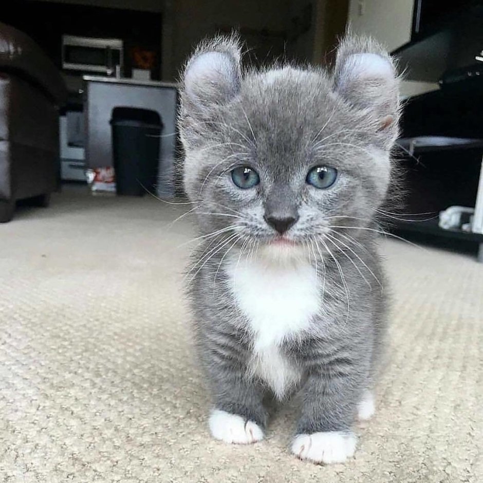 Манчкин кинкалоу котенок