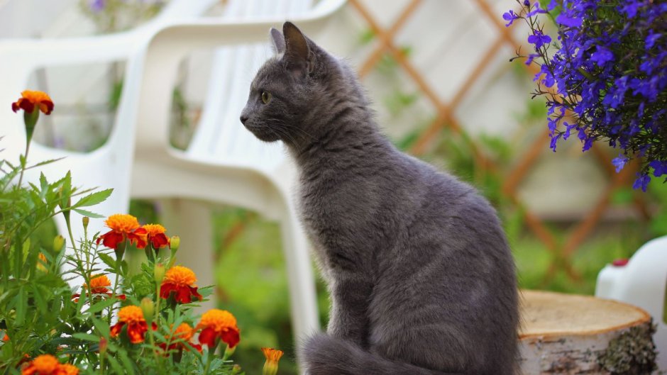 Сидячая кошка