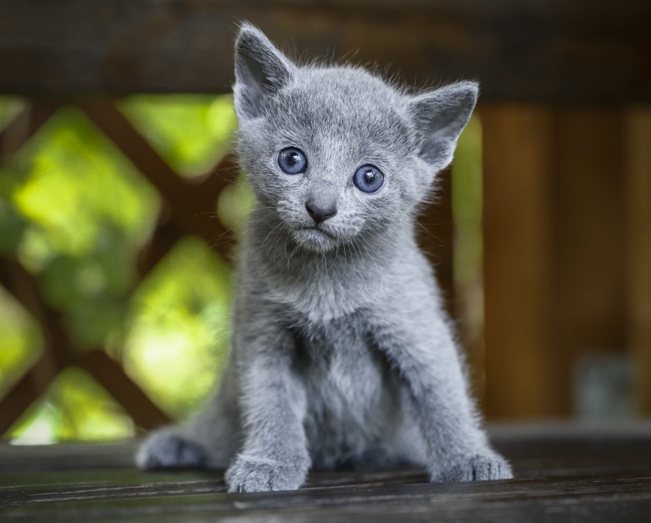 Котята русской голубой кошки