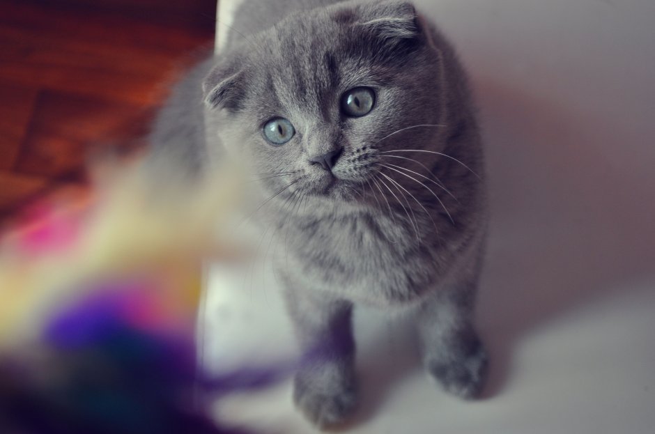 Шотландская вислоухая кошка