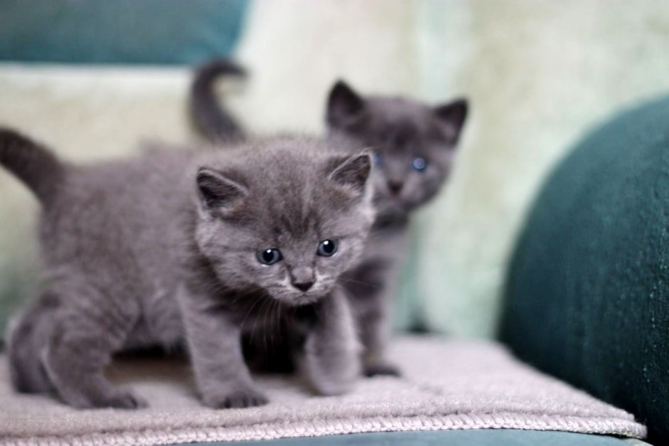 Картезианская кошка котенок