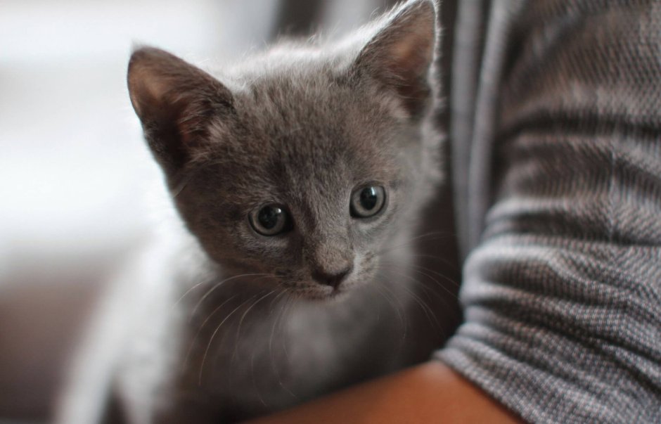Котята породы русская голубая