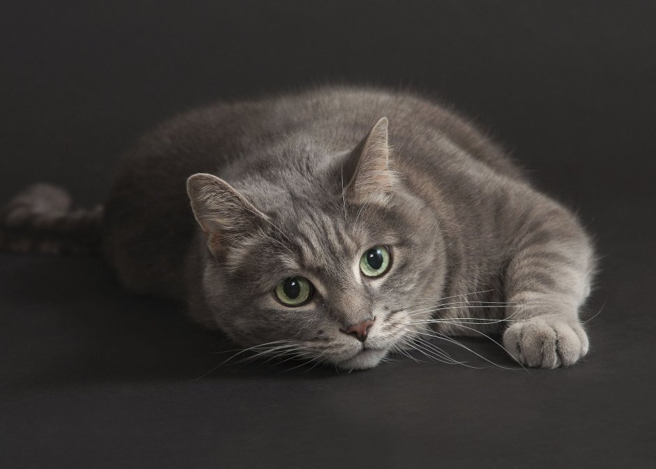 Анатолийская кошка серая
