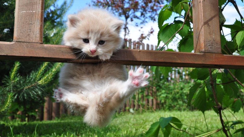Забавные котята