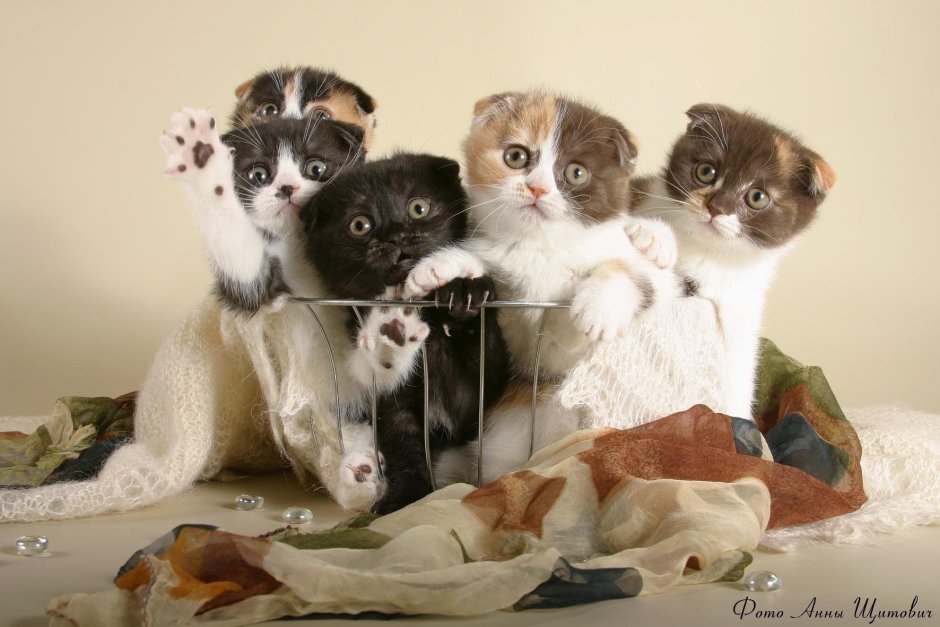 Букет из котят