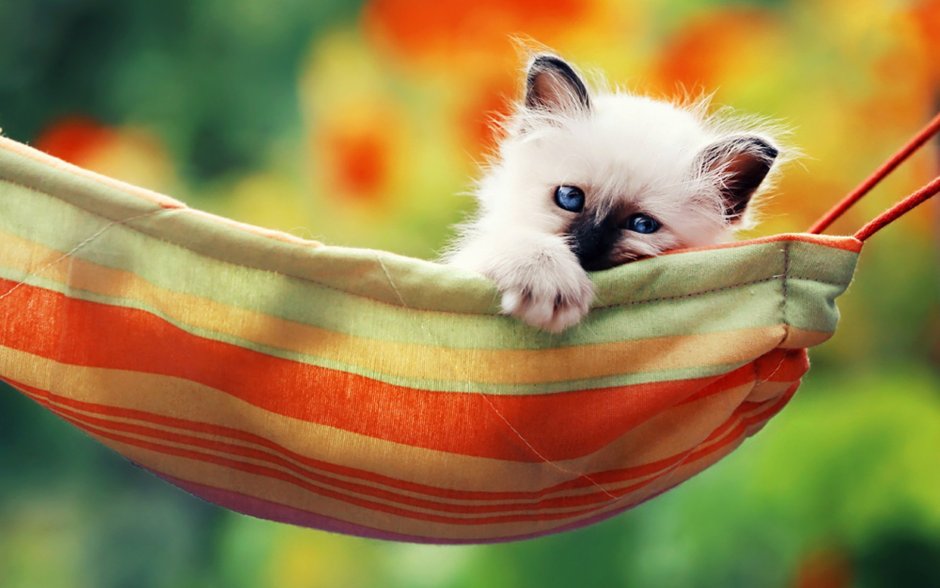 Гамак для кота