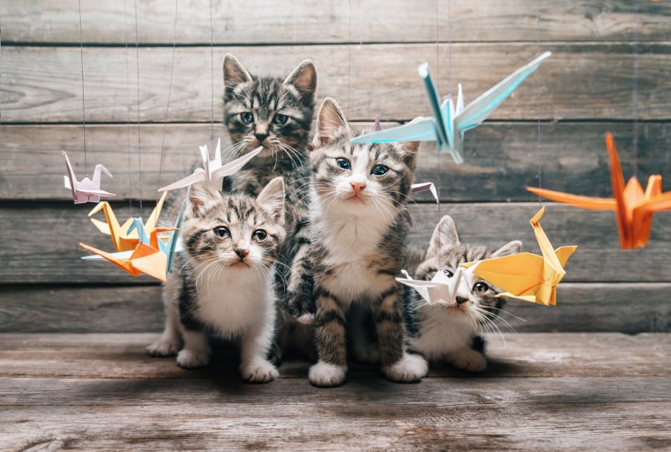 Креативный котик