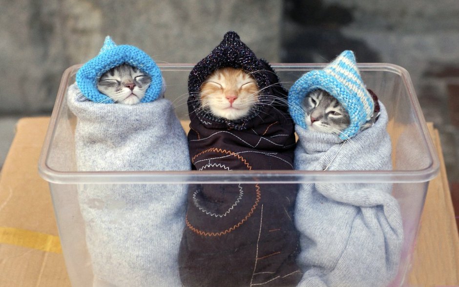 Котята фото смешные