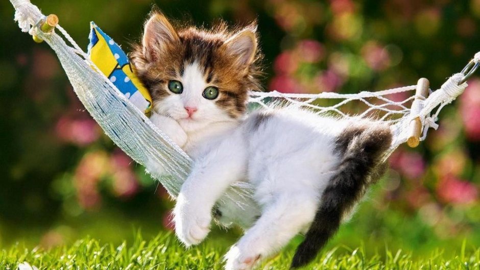 Котенок в гамаке