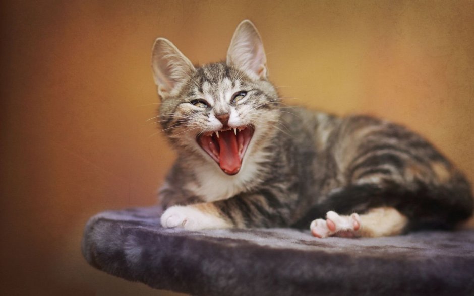 Смешной кот