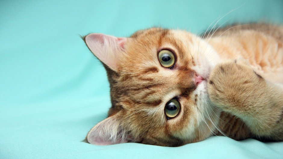 Милая кошка