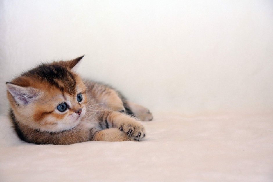 Котята на заставку