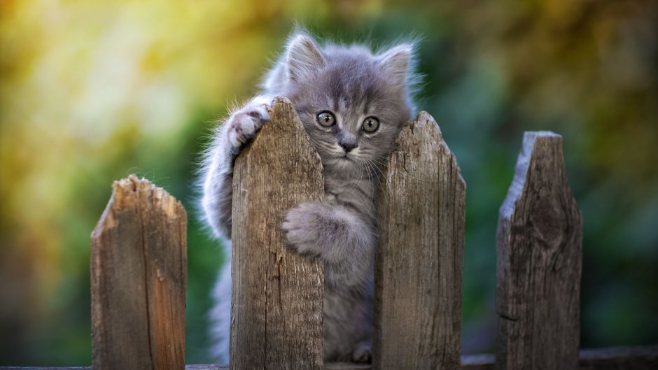 Котик на заборе