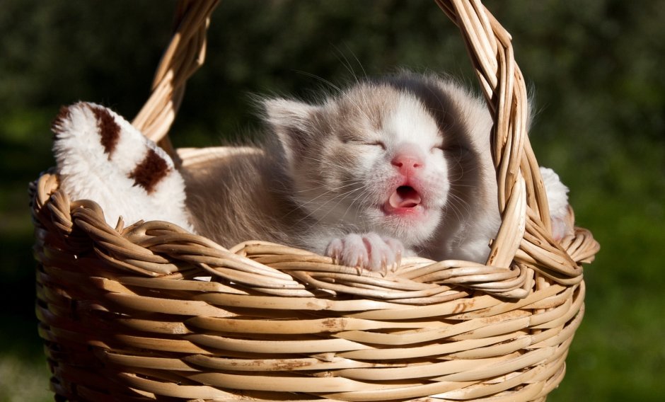 Коты в корзинке