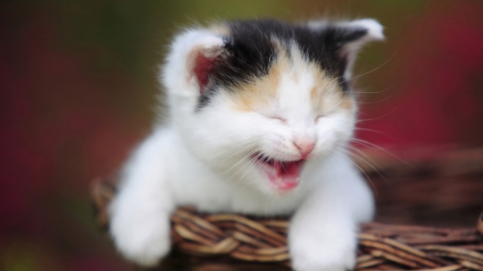 Смешные котята