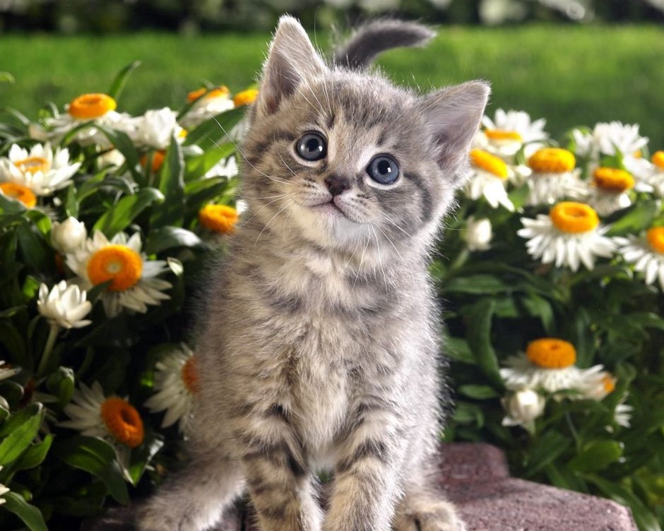 Красивые котята