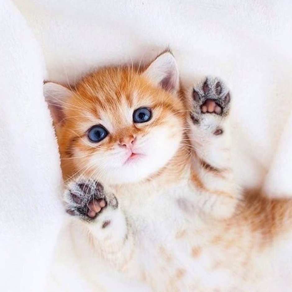 Няшные коты