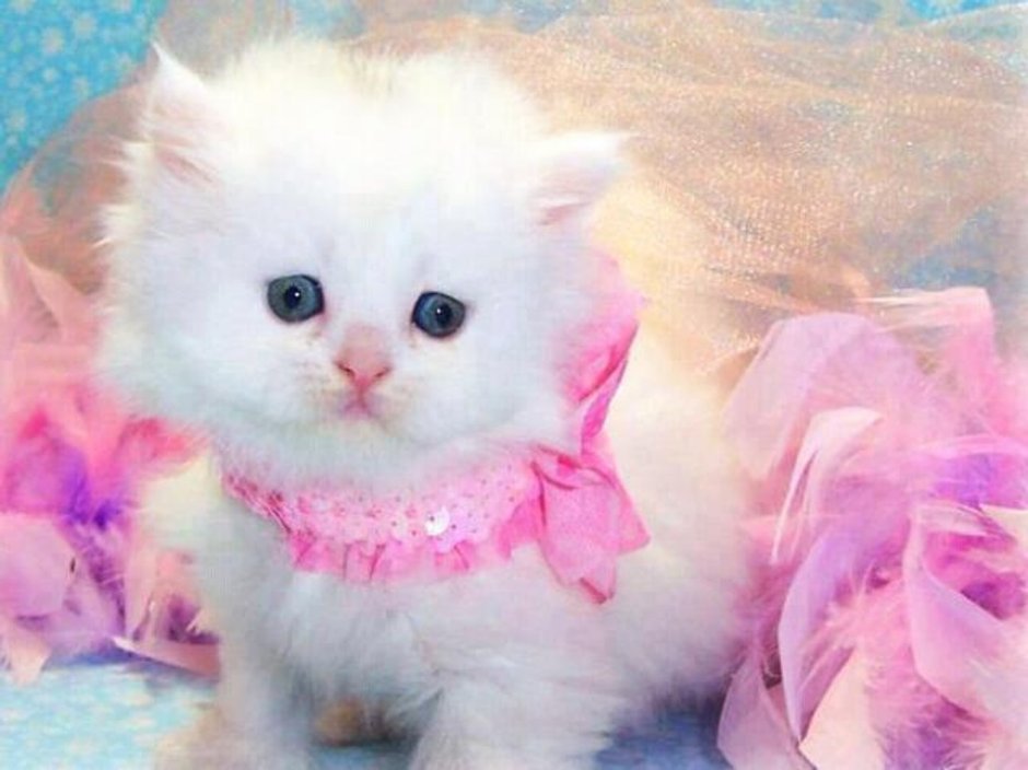 Розовый котенок