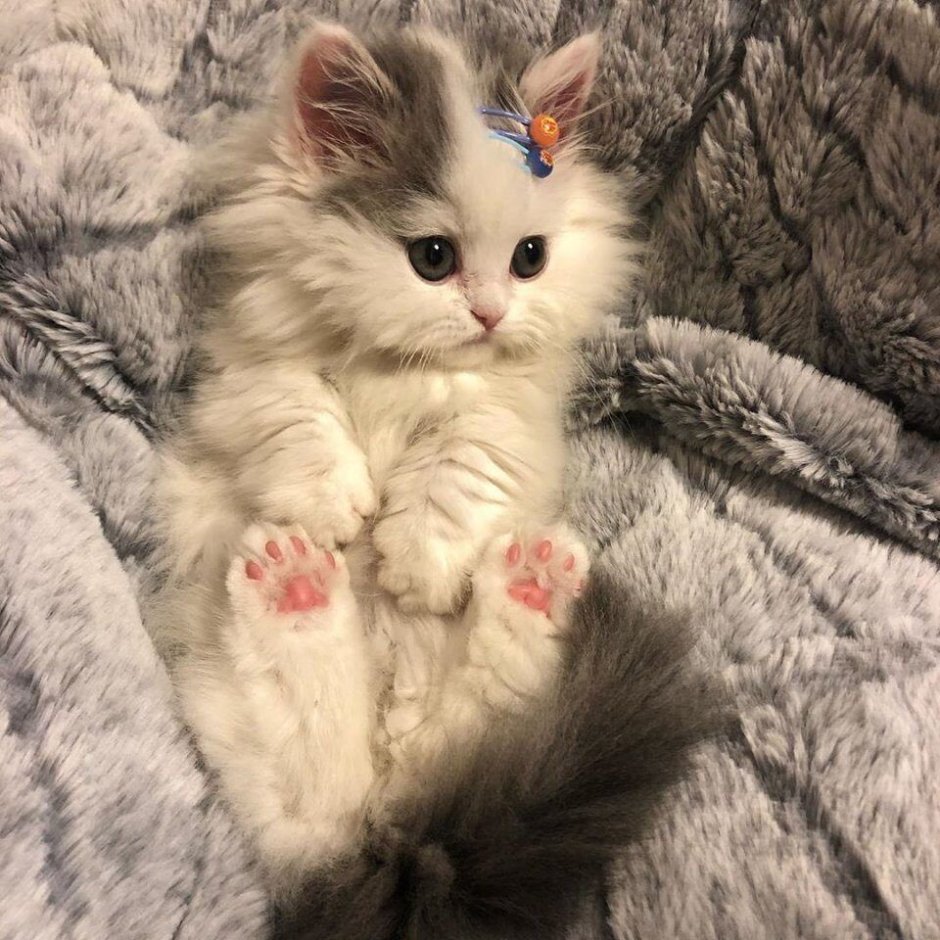 Котик прелесть
